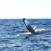 whale_humpback_v_00221_dom2264.jpg